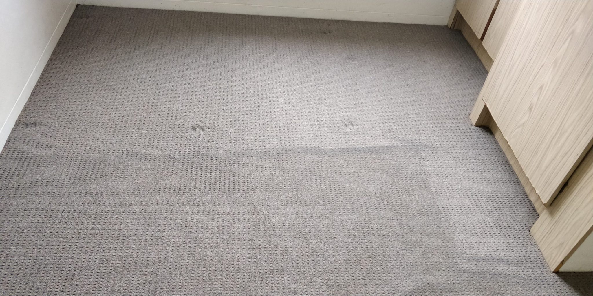 Carpet Cleaning in Ipswich | Brisbane Commercial Cleaning and Pest Control - Flea Control And Extermination