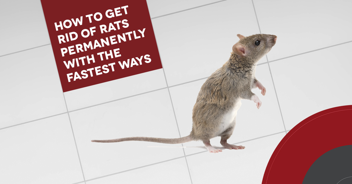 How to Get Rid of Rats Permanently with the Fastest Ways